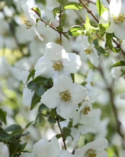 Weiße, einfache Blüten des Gartenjasmins Philadelphus ‘Pearls of Perfume White’ in Nahaufnahme.