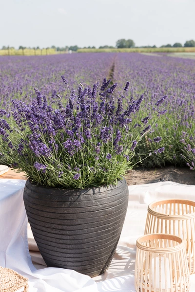Ein großer schwarzer Blumentopf mit blühendem Lavendel steht auf einer weißen Decke am Rand eines Lavendelfeldes. Daneben liegen geflochtene Windlichter und ein Strohhut. Im Hintergrund erstreckt sich das Lavendelfeld bis zum Horizont unter klarem Himmel.