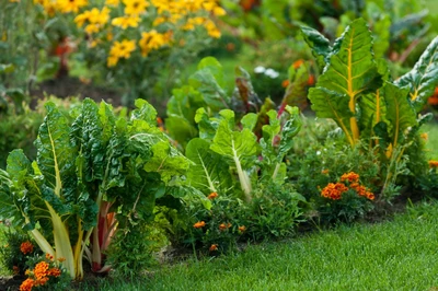 Mangoldpflanzen mit grünen Blättern und bunten Stielen, im Gartenbeet neben orangefarbenen Tagetesblüten.