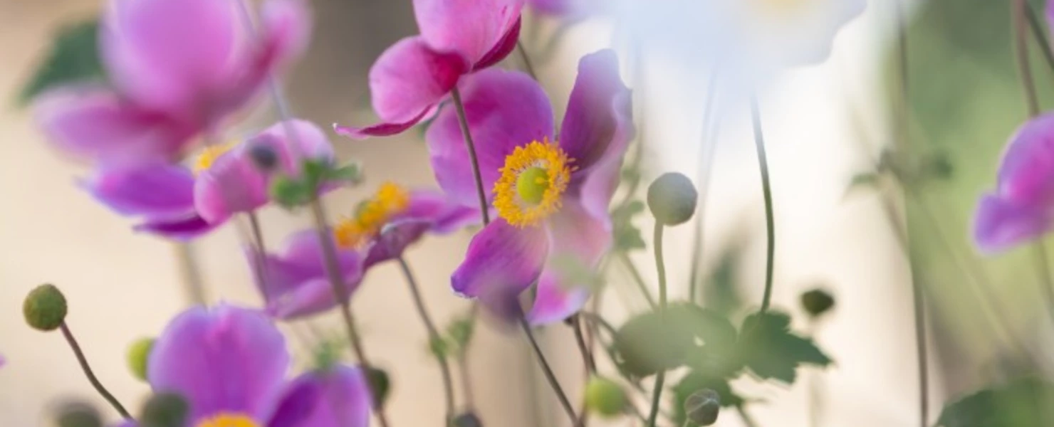 Nahaufnahme mehrerer leuchtend pink-violetter Herbst-Anemonen mit gelber Mitte, die leicht verschwommen im Vordergrund erscheinen.