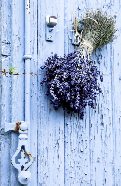 Ein gebündelter Strauß getrockneter Lavendel hängt an einer alten, verwitterten blauen Holztür. Die Tür hat dekorative Metallbeschläge und abgeblätterte Farbe. Der Lavendelstrauß mit seinen violetten Blüten bildet einen Kontrast zur blauen Tür.