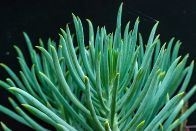 Nahaufnahme der sukkulenten Pflanze Senecio vitalis mit langen, schlanken, blaugrünen Blättern vor dunklem Hintergrund.