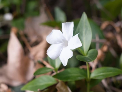 Weiße Blüte des Kleinen Immergrüns (Vinca minor) mit fünf zarten Blütenblättern, umgeben von dunkelgrünem Laub, aufgenommen in der Natur.