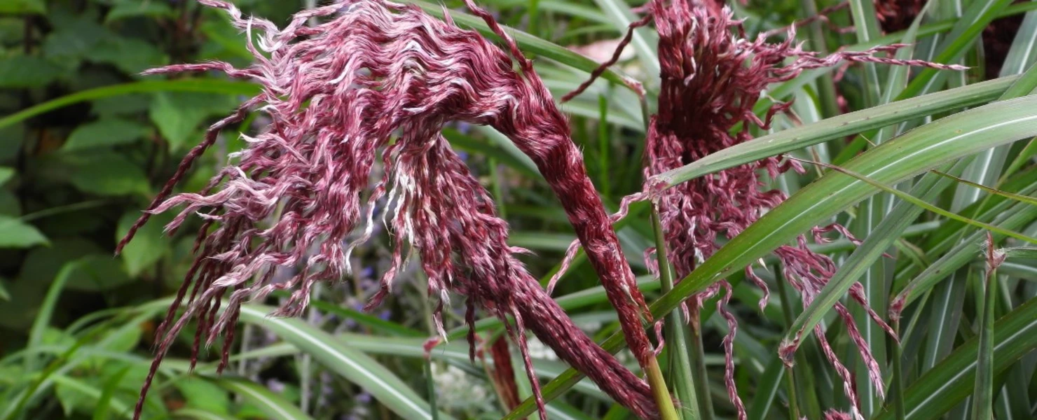 Nahaufnahme der tiefrot bis violett gefärbten, gedrehten Blütenstände von Miscanthus sinensis 'Boucle' mit grünem Laub im Hintergrund.