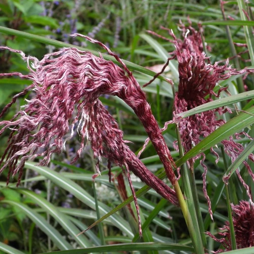 Nahaufnahme der tiefrot bis violett gefärbten, gedrehten Blütenstände von Miscanthus sinensis 'Boucle' mit grünem Laub im Hintergrund.