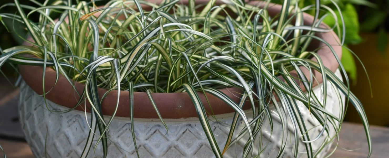 Carex oshimensis ‘Feather Falls’ in flacher, runder Terrakottaschale mit elegant überhängendem Laub.
