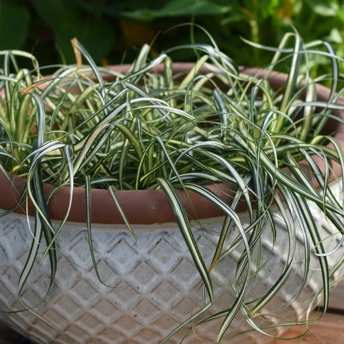 Carex oshimensis ‘Feather Falls’ in flacher, runder Terrakottaschale mit elegant überhängendem Laub.