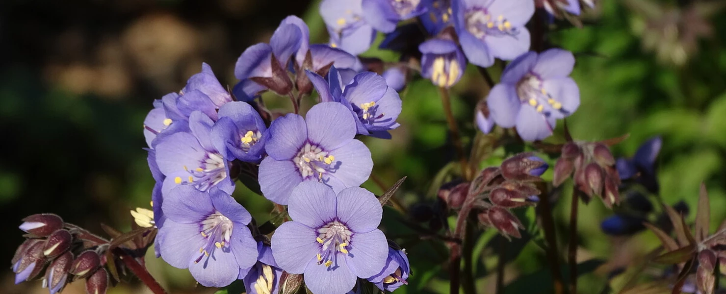 Nahaufnahme der violettblauen Blüten von Polemonium reptans ‚Heaven Scent‘ mit gelben Staubgefäßen.