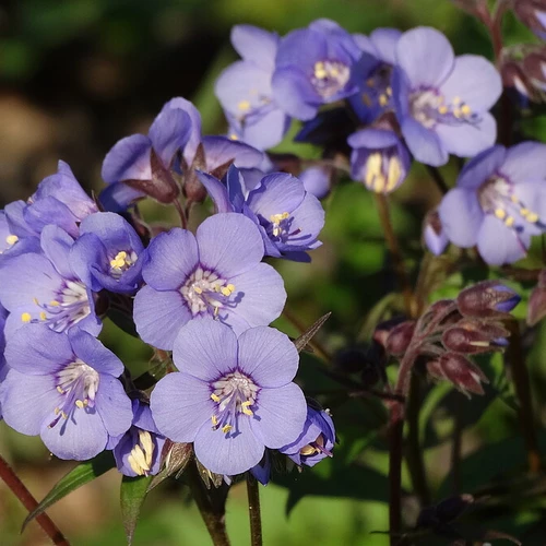 Nahaufnahme der violettblauen Blüten von Polemonium reptans ‚Heaven Scent‘ mit gelben Staubgefäßen.