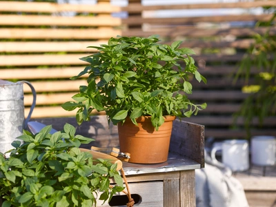 Zitronen-Basilikum (Ocimum × citriodorum) wächst in einem Terrakottatopf auf einem Holztisch im Garten. Die Pflanze hat kräftig grüne Blätter und wird von einer sonnigen, natürlichen Kulisse umgeben.