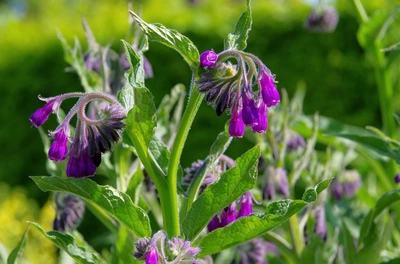 Echter Beinwell mit violetten, glockenförmigen Blüten, die in hängenden Trauben wachsen. Die grünen Blätter sind lanzettlich und leicht behaart. Im Hintergrund weitere Beinwell-Pflanzen mit verschwommenem Grün.