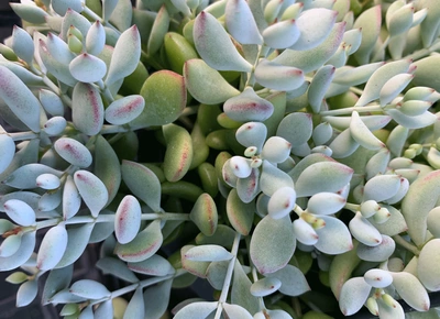 Cotyledon pendens als Nahaufnahme