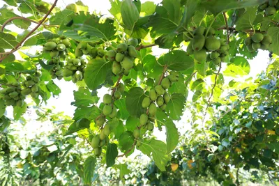 Terrassen-Kiwi mit zahlreichen kleinen Früchten, die in dichten Trauben von der Kletterpflanze hängen.