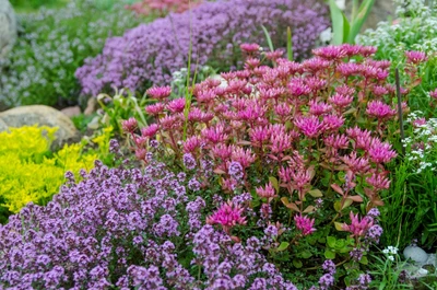 Blühendes Berg-Sedum zwischen anderen Stauden im Steingarten