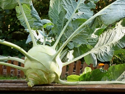 Frisch geernteter Riesen-Kohlrabi mit großen Blättern liegt auf einem Holztisch.