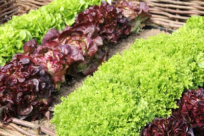 Reihen mit rotem und grünem Batavia-Salat im Gemüsegarten.