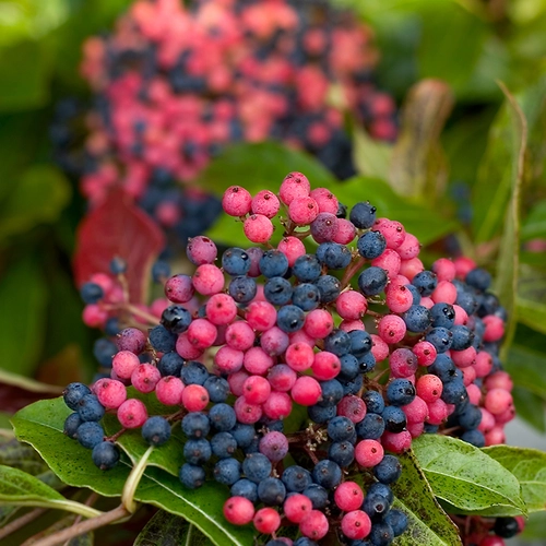 Nahaufnahme der rot-pink und blau gefärbten Beeren des Amerikanischen Schneeballs 'Brandywine' (Viburnum nudum 'Brandywine')