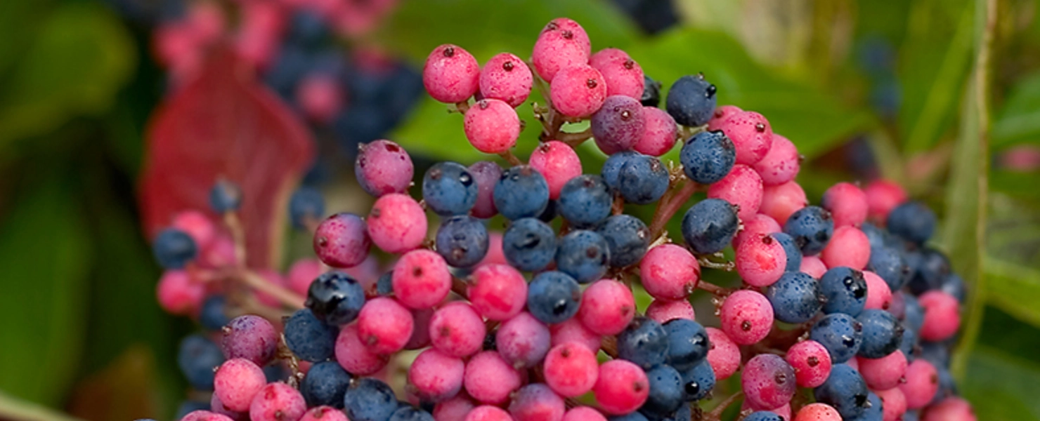 Nahaufnahme der rot-pink und blau gefärbten Beeren des Amerikanischen Schneeballs 'Brandywine' (Viburnum nudum 'Brandywine')