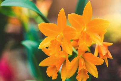 Nahaufnahme einer gelb-orangen Königin der Orchidee