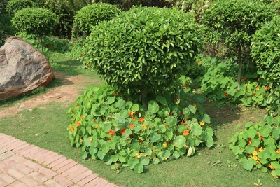 Kapuzinerkresse mit orangefarbenen und gelben Blüten wächst als dekorativer Bodendecker unter formgeschnittenen Sträuchern in einem gepflegten Garten. 