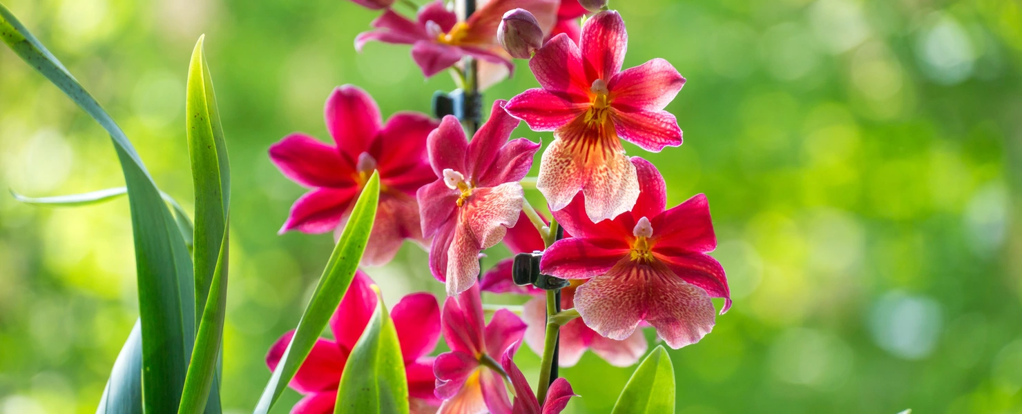 Eine Burrageara-Orchidee mit leuchtend roten und gelben Blüten, umgeben von grünen Blättern vor einem verschwommenen, grünen Hintergrund