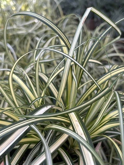 Detailaufnahme von Carex oshimensis ‘Feather Falls’ mit dichtem, grün-weiß gestreiftem Laub.