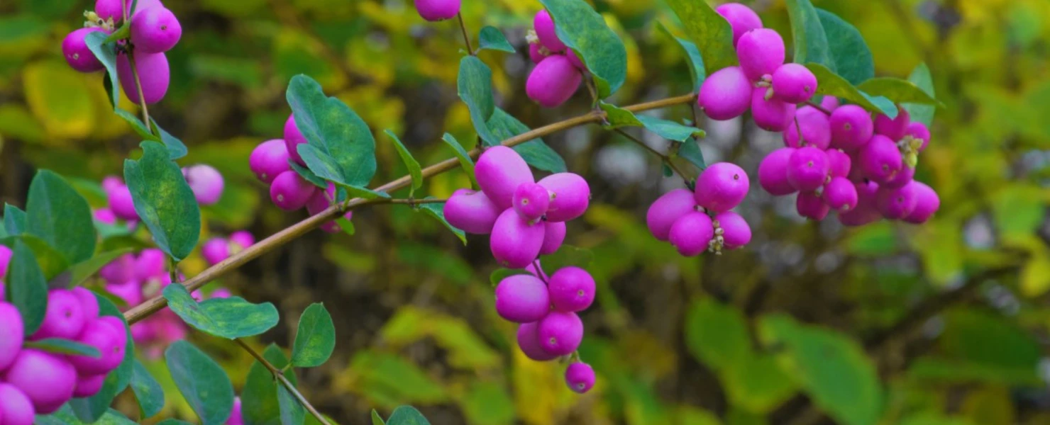 Zweig der Schneebeere mit zahlreichen violett-rosa Beeren vor herbstlich gelbgrünem Hintergrund.