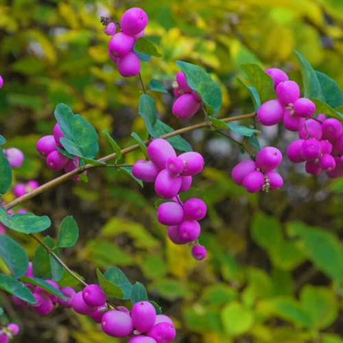 Zweig der Schneebeere mit zahlreichen violett-rosa Beeren vor herbstlich gelbgrünem Hintergrund.