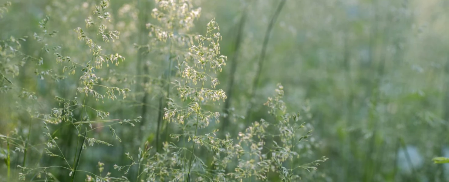 Zartgrüne Halme der Waldschmiele im Gegenlicht am frühen Abend.