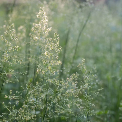 Zartgrüne Halme der Waldschmiele im Gegenlicht am frühen Abend.