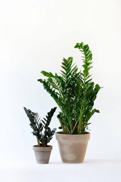 Zwei Glücksfedern (Zamioculcas zamiifolia) in grauen Töpfen vor Weiß.