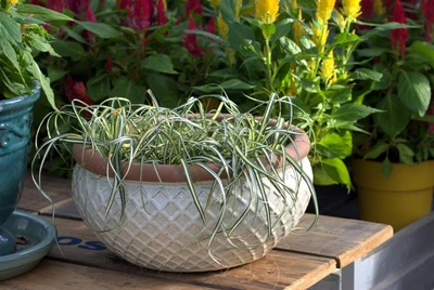 Carex oshimensis ‘Feather Falls’ in dekorativer Schale vor farbenfrohem Sommerflor.