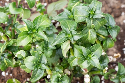 Pilzkraut (Plectranthus amboinicus) mit dunkelgrünen, leicht gewellten Blättern, die in nährstoffreicher Erde wachsen und eine gut entwickelte Struktur aufweisen.