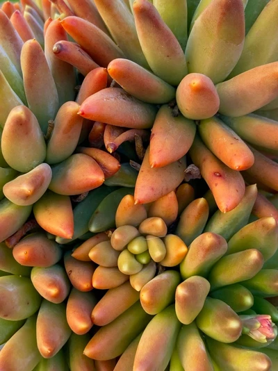Große, dicht stehende Sedum adolphii mit goldgrünen bis orangefarbenen Blättern in kräftigem Sonnenlicht.