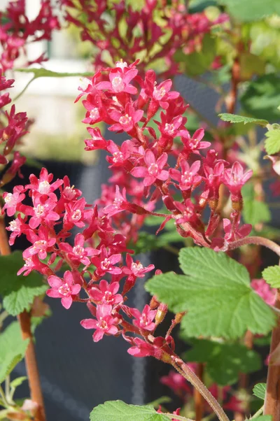 Pinke Blüten der Blüten-Johannisbeere (Ribes sanguineum) in einer detaillierten Nahaufnahme.