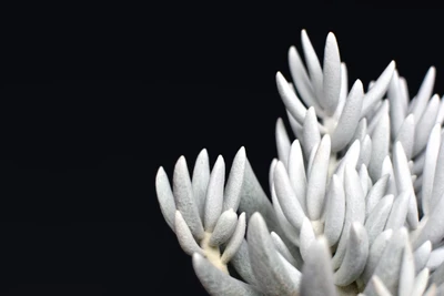 Nahaufnahme der sukkulenten, silbrig-weißen, filzigen Blätter der Pflanze Senecio haworthii vor schwarzem Hintergrund.