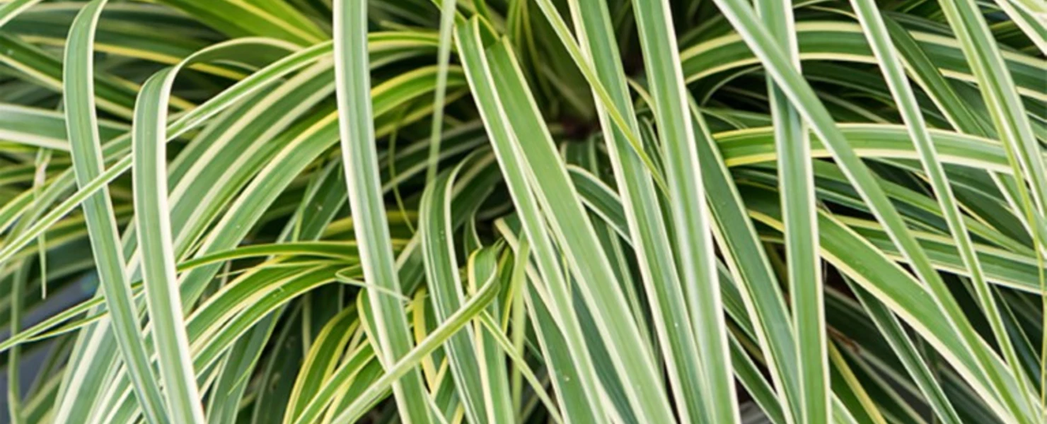Nahaufnahme des gelb-grün gestreiften Laubs der Carex oshimensis ‘Goldwell’.