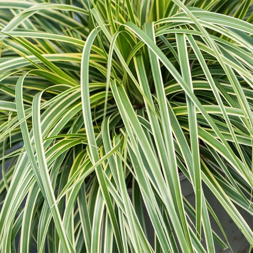 Nahaufnahme des gelb-grün gestreiften Laubs der Carex oshimensis ‘Goldwell’.