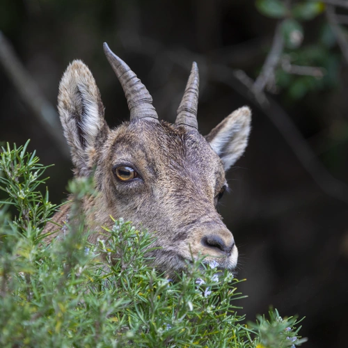 Ein Alpensteinbock (Capra ibex) ist im Vordergrund zu sehen und blickt durch Sträucher, die mit Bergrosmarin (Salvia rosmarinus) bedeckt sind. Der Steinbock hat markante Hörner und ist in seiner natürlichen Umgebung versteckt.