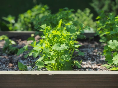 Frischer Koriander wächst in einem Hochbeet mit dunkler Erde und kleinen Steinen. Die grünen Blätter sind dicht und sonnendurchflutet. Im Hintergrund weitere Korianderpflanzen, leicht unscharf, sowie ein dunkler Gartenbereich.