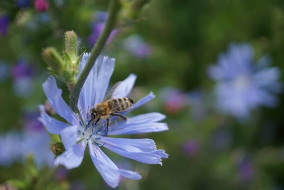 Eine Honigbiene sammelt Nektar auf einer blauen Wegwartenblüte mit zarten, gezackten Blütenblättern. Der Hintergrund ist unscharf mit weiteren blauen Blüten und grünem Laub.
