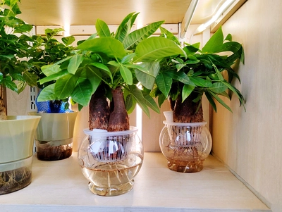 Drei Glückskastanien (Pachira aquatica) und eine weitere Pflanze in durchsichtigen Behältern mit Wasser zur Bewurzelung.