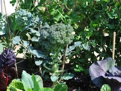 Brokkoli wächst im Gemüsegarten zwischen Erbsen, Mangold und Blaukraut.