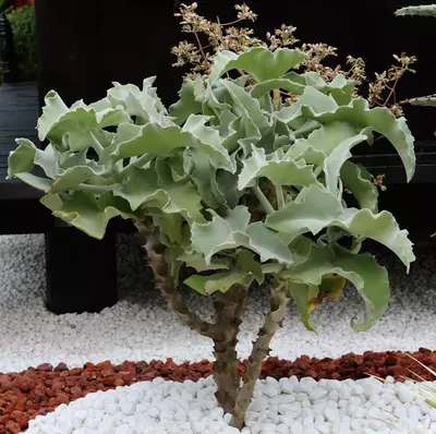 Eine Elefanten-Kalanchoe mit ihren breiten, welligen Blättern wächst in einem dekorativen Kiesbeet mit roten und weißen Steinen. Im Hintergrund sind Pflanzen und eine dunkle Holzwand zu sehen.