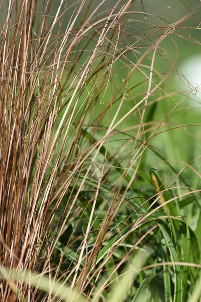 Detailaufnahme Carex buchananii 'Red Rooster'