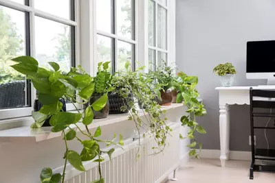 Efeututen und andere Pflanzen auf einer Fensterbank in einem modernen Büro oder Wohnraum