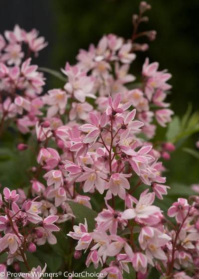 Zart rosa-weiße Blüten des Zwerg-Maiblumenstrauchs (Deutzia Yuki Cherry Blossom) in Nahaufnahme.