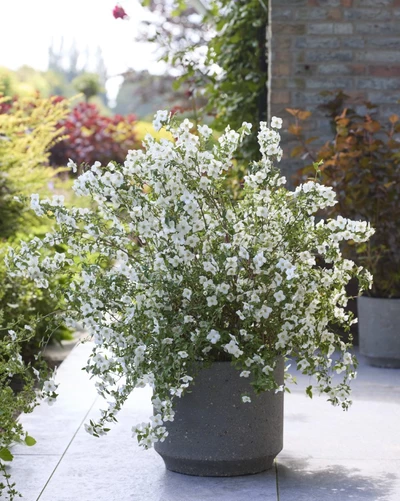 Gartenjasmin Philadelphus ‘Pearls of Perfume White’ als üppig blühender Strauch in einem Pflanzkübel auf einer Terrasse.