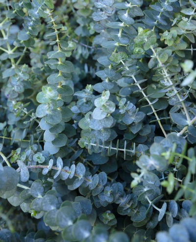 Nahaufnahme von Duft-Eukalyptus mit dicht wachsenden, silbrig-blauen, runden Blättern. Die feinen Zweige verlaufen diagonal durch das Bild und sind von leichtem Morgentau bedeckt.
