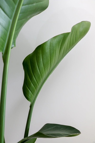 Strelitzia nicolai Blatt Nahaufnahme Zimmerpflanze
